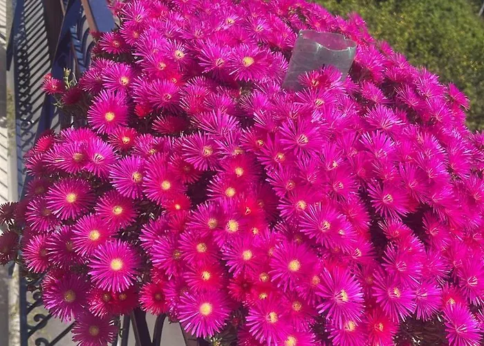 Bougainvillea Relais Konukevi 4*