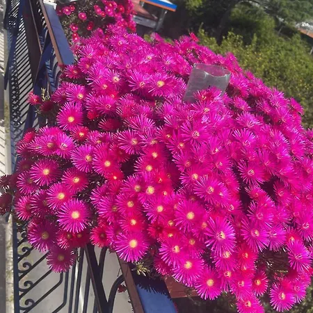 Bougainvillea Relais Penzion 2*